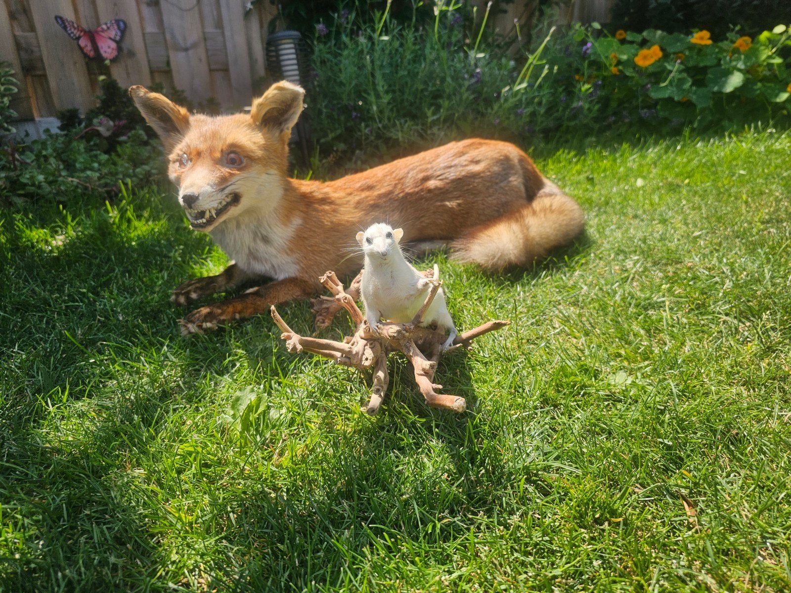 Te koop Taxidermie vos en rat, Verzamelen, Ophalen of Verzenden, Overige soorten, Opgezet dier