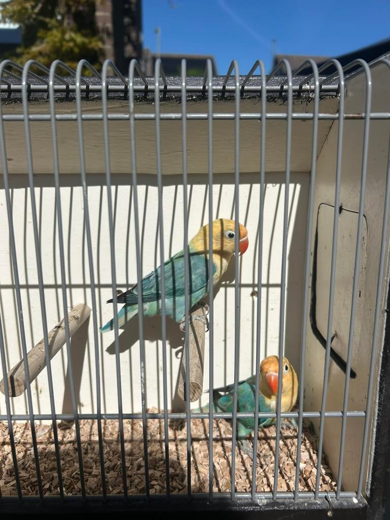 Mooie jonge fischeries, Dieren en Toebehoren, Vogels | Parkieten en Papegaaien, Meerdere dieren, Dwergpapegaai of Agapornis, Geringd