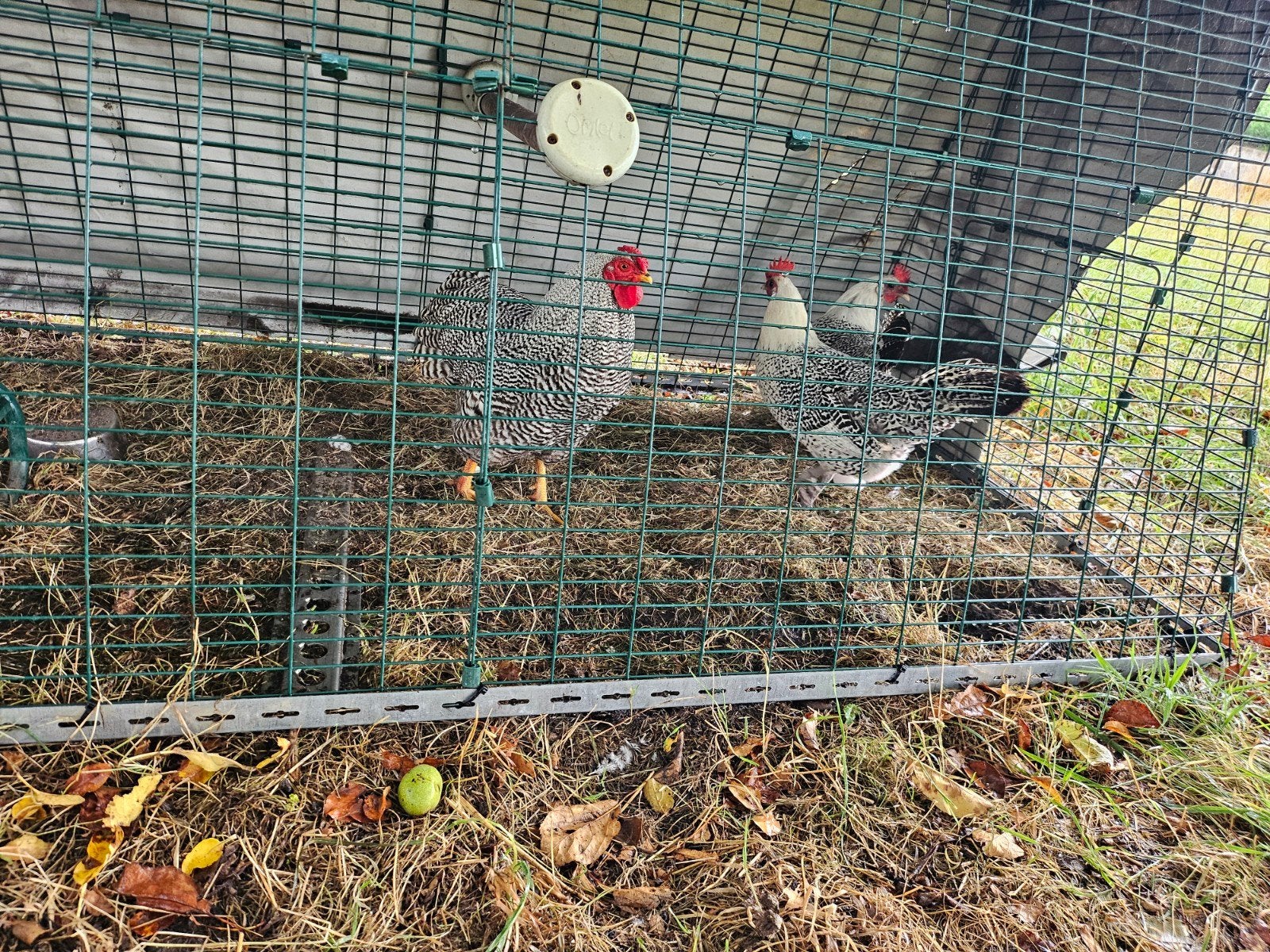 wyandotte haan en 2 Groninger meeuwen, Dieren en Toebehoren, Meerdere dieren, Kip