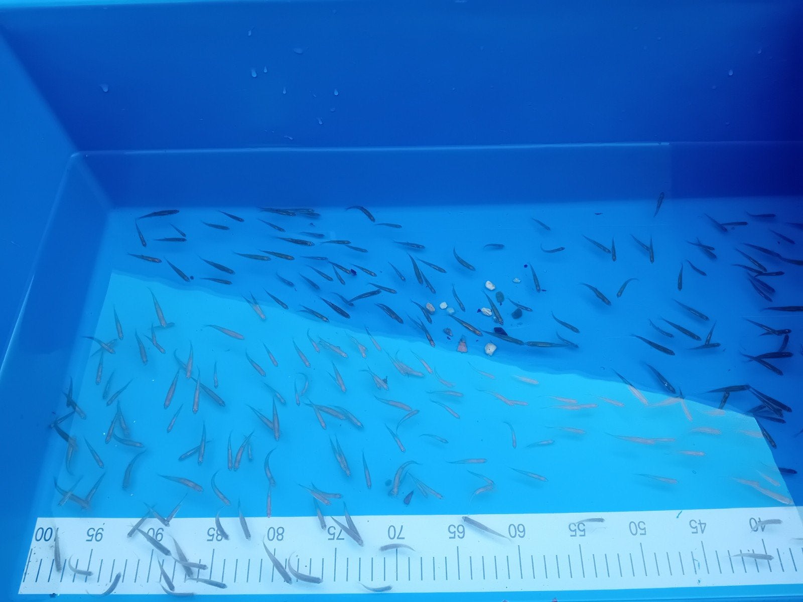 rainbowshiners Goedkoopste van Nederland, Dieren en Toebehoren