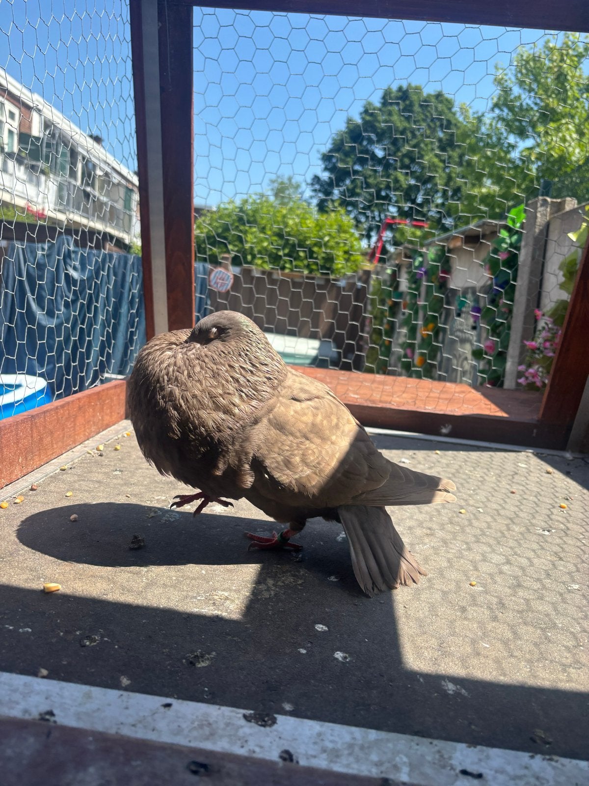 Galitano duif, Dieren en Toebehoren, Vogels | Duiven, Vrouwelijk, Kropper