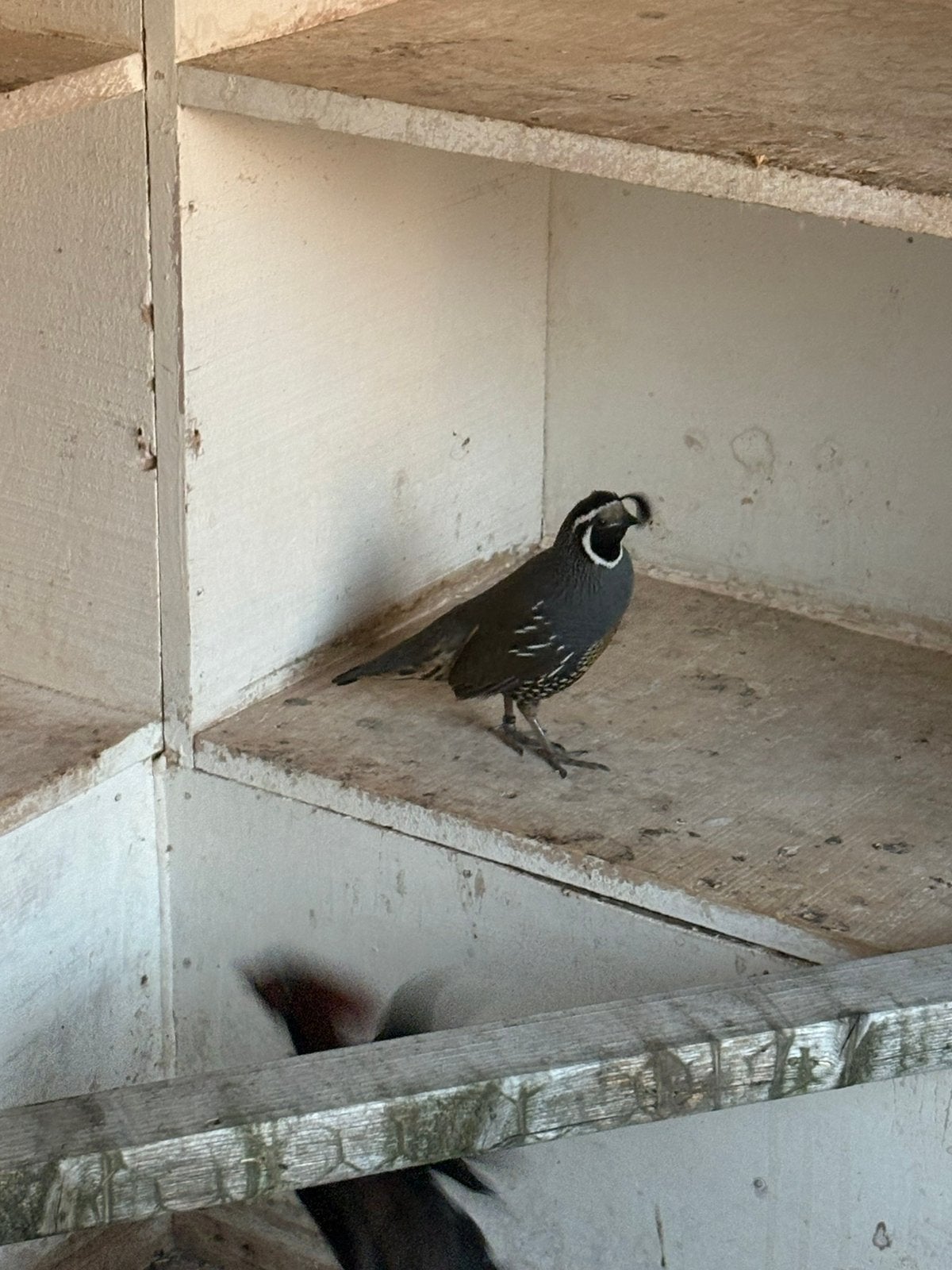 Californische kuifkwartel, Dieren en Toebehoren, Vogels | Overige Vogels, Mannelijk, Geringd
