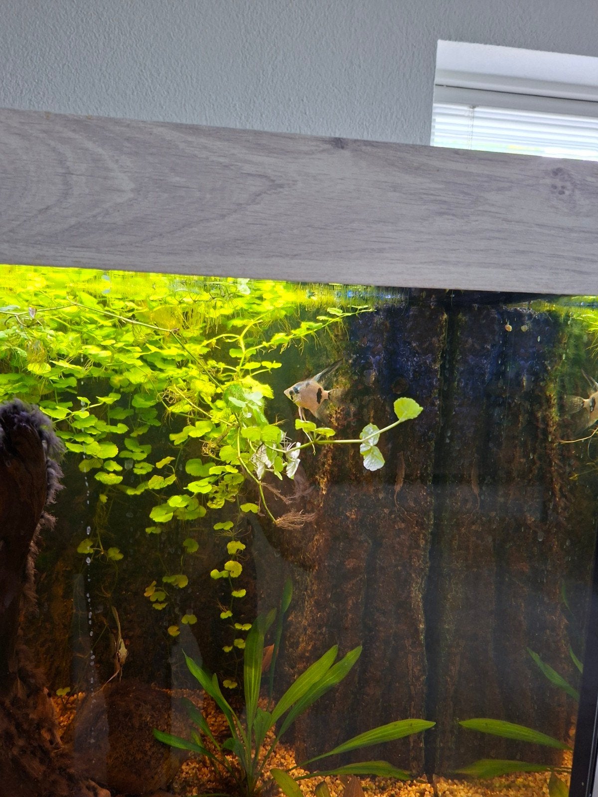 School van 7 blauwe maanvissen, Dieren en Toebehoren, Vissen | Aquariumvissen, Vis