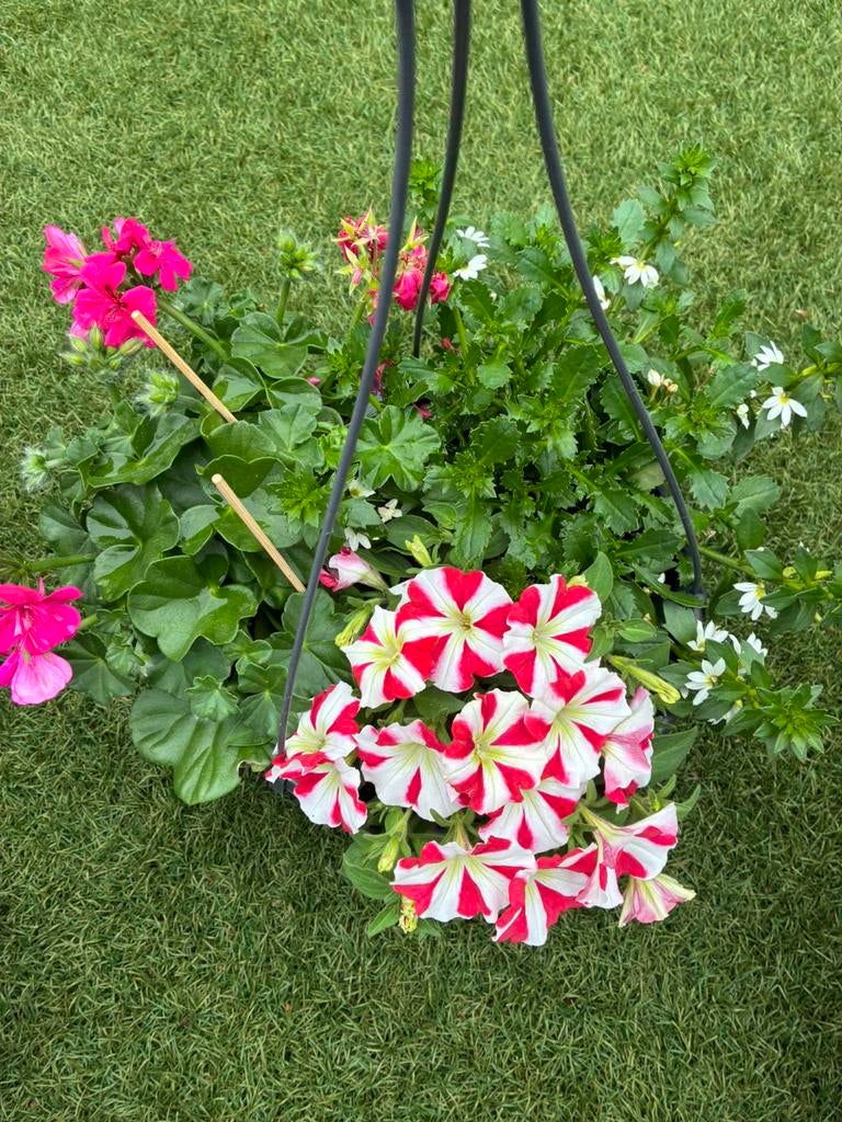 Zomerplanten hangpotten, Ophalen of Verzenden, Overige soorten, Volle zon