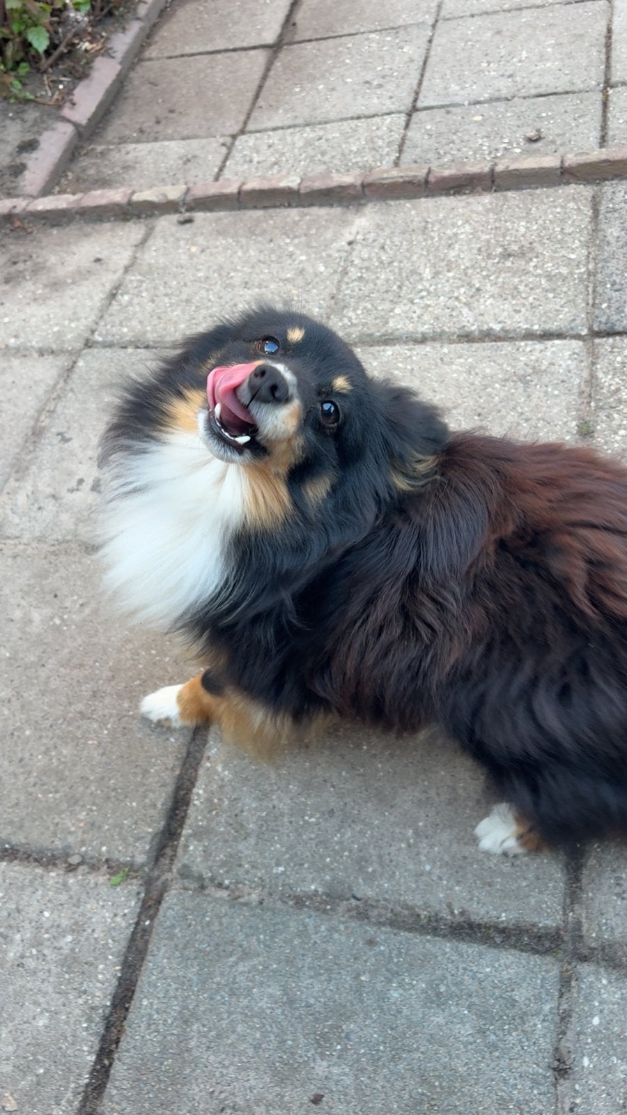 Keeshondje, Parvo, Keeshond, Reu, Eén hond