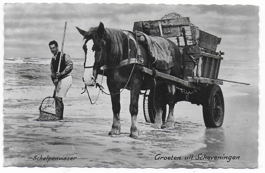 Scheveningen Schelpenvisser Ongelopen Ansichtkaart ( B6988, Ophalen of Verzenden, 1960 tot 1980, Ongelopen, Zuid-Holland