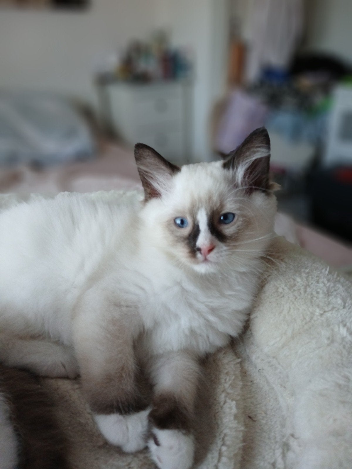 Schattige Ragdoll kittens, Meerdere dieren, Gechipt, 0 tot 2 jaar