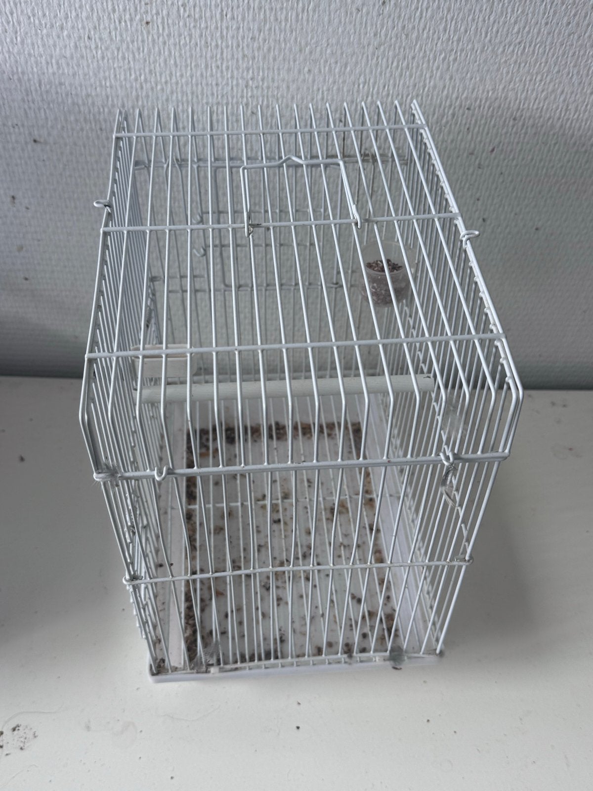 Zangkooitje, Dieren en Toebehoren, Vogels | Overige Vogels, Mannelijk