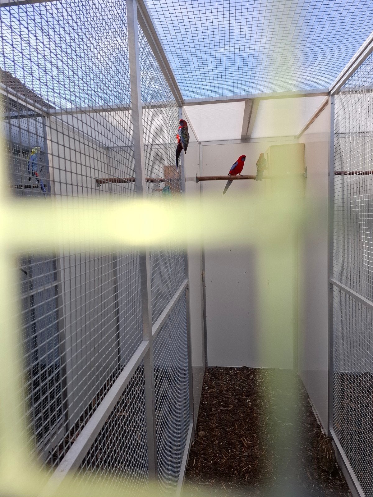 penant rosella, Mannelijk, Parkiet, Geringd