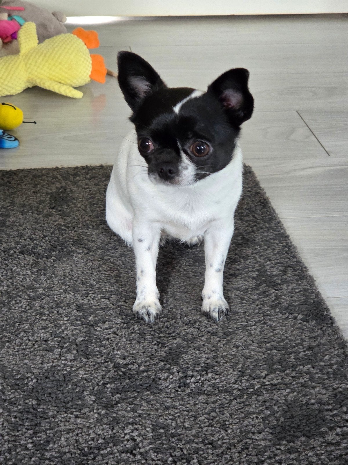 Chihuahua x, 1 tot 2 jaar, Teef, Parvo, Eén hond