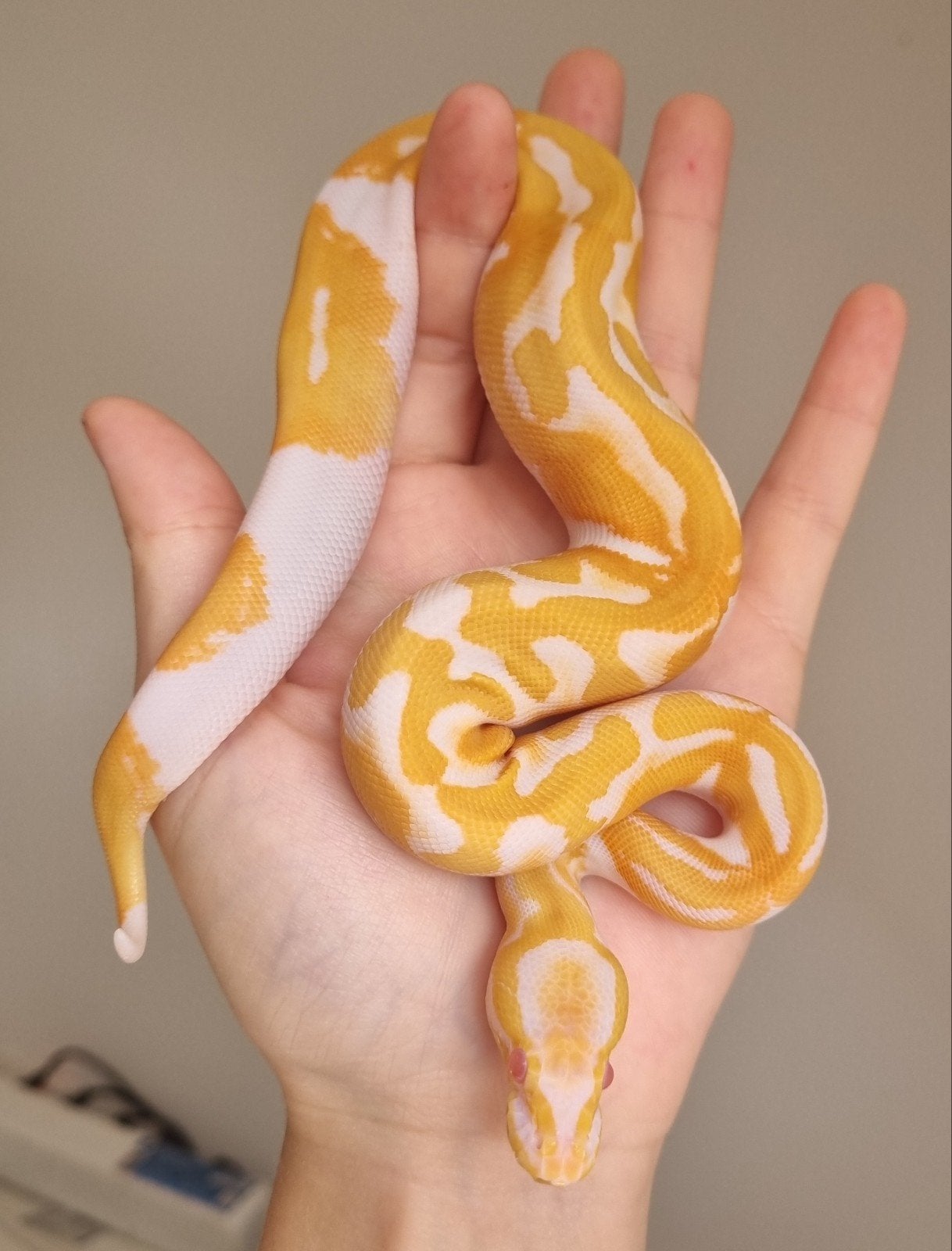 0.1 (blackhead) dreamsicle.  koningspython python regius Ball Python - female for sale from Rocking Reptiles