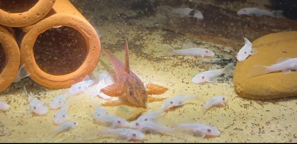 Ancistrus sp. L144 Snow White | Koop 3 en krijg 1 gratis, Vis, Zoetwatervis