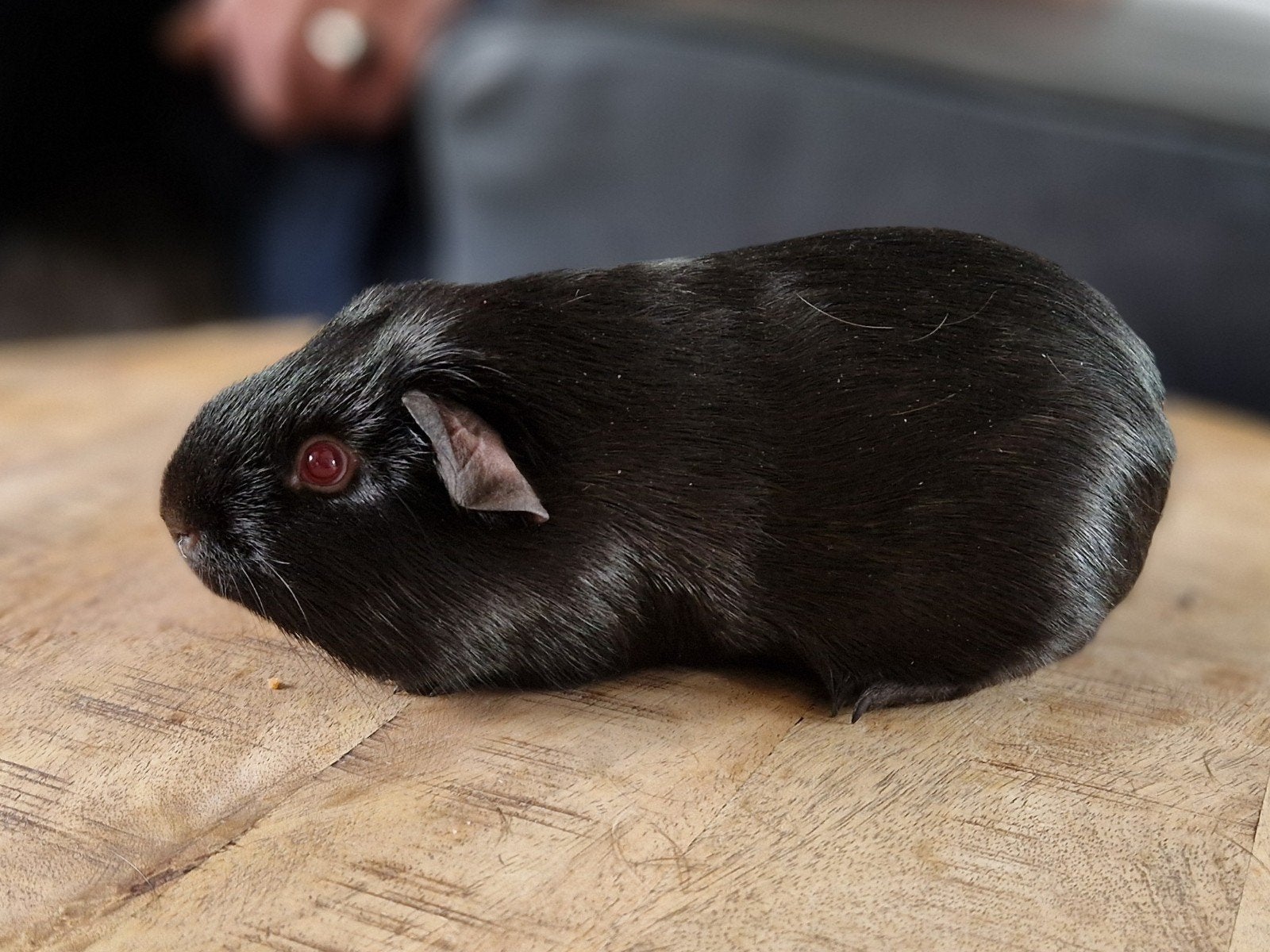 Cavia gladaar beer, Cavia, Mannelijk, December, Tam