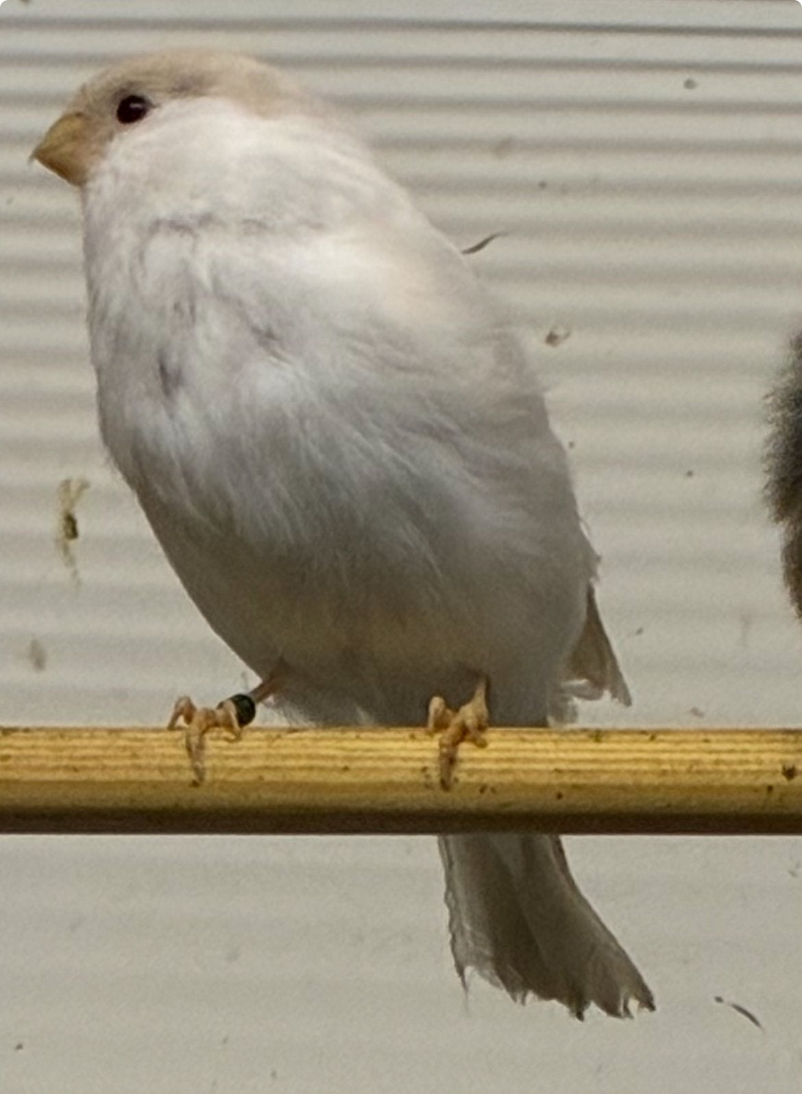 Goudvink Satinet poppen 2026, Dieren en Toebehoren, Vrouwelijk, Wildzangvogel