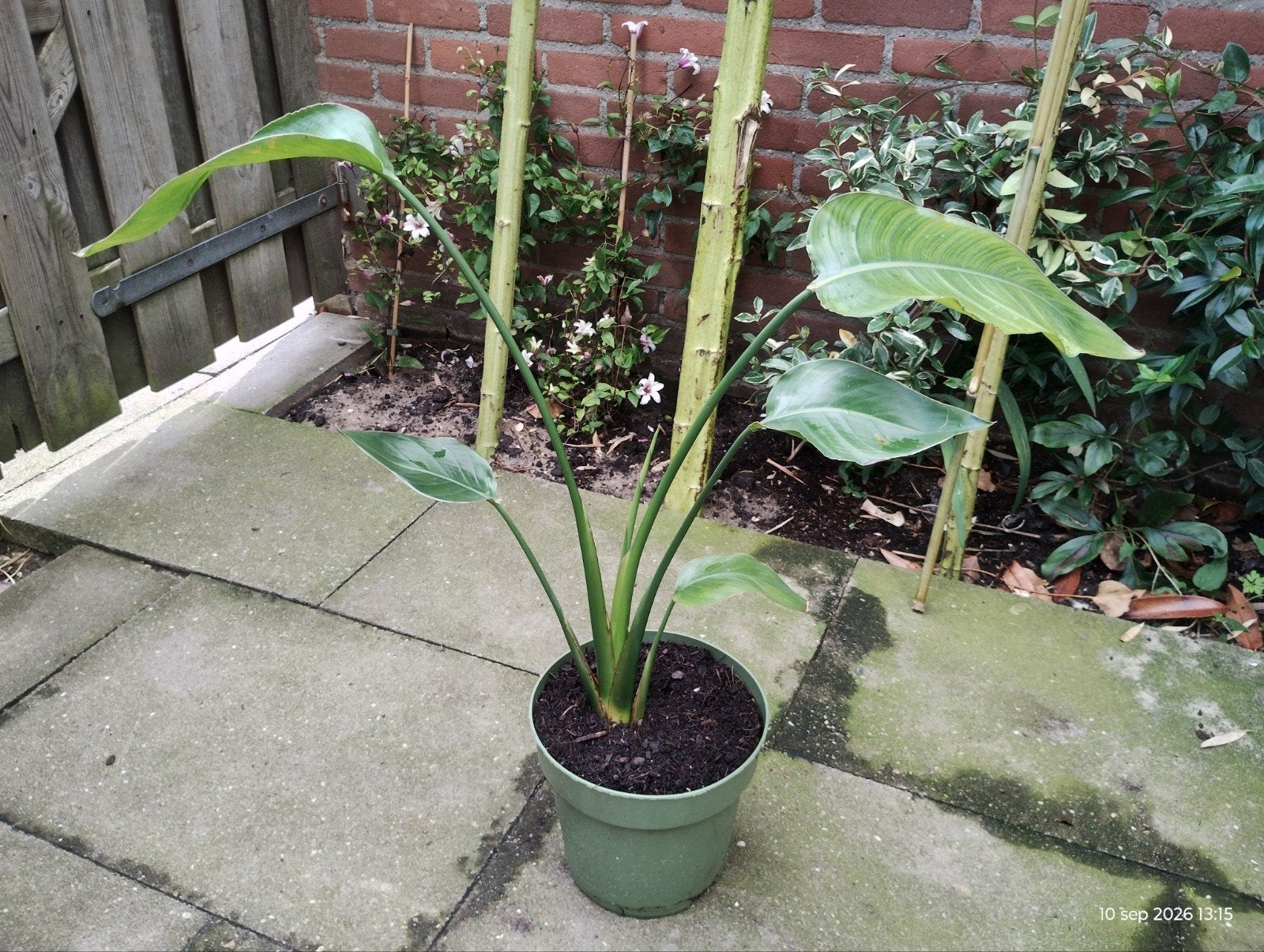 Strelitzia Nicolai - Paradijsvogelplant, Huis en Inrichting, Ophalen, Kunstplant, Kunststof, Met pot of vaas