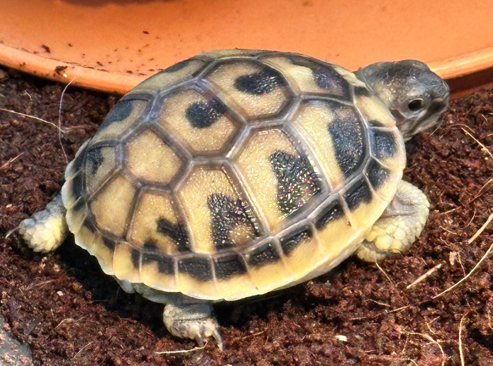 Prachtige, gezonde Griekse Landschildpadden. Nakweek 2026 Tortoise photo 17