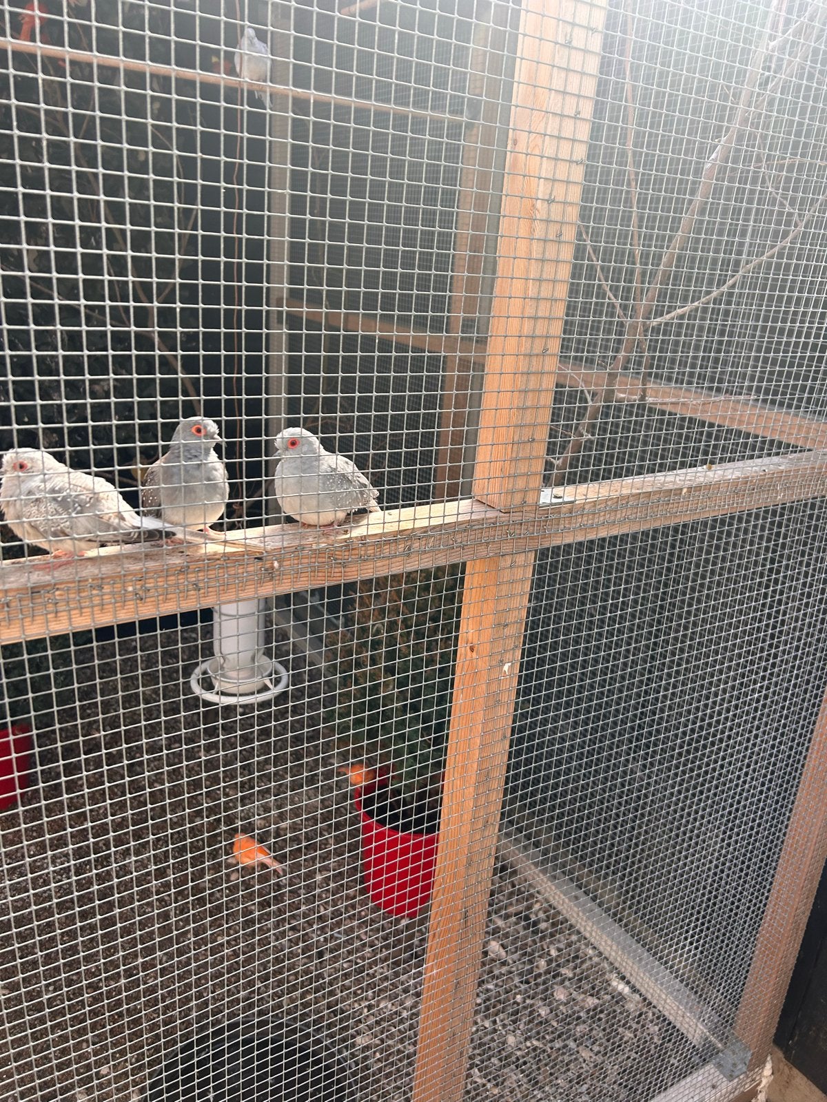 Koppel diamant duiven en twee jongen, Dieren en Toebehoren, Vogels | Overige Vogels, Meerdere dieren