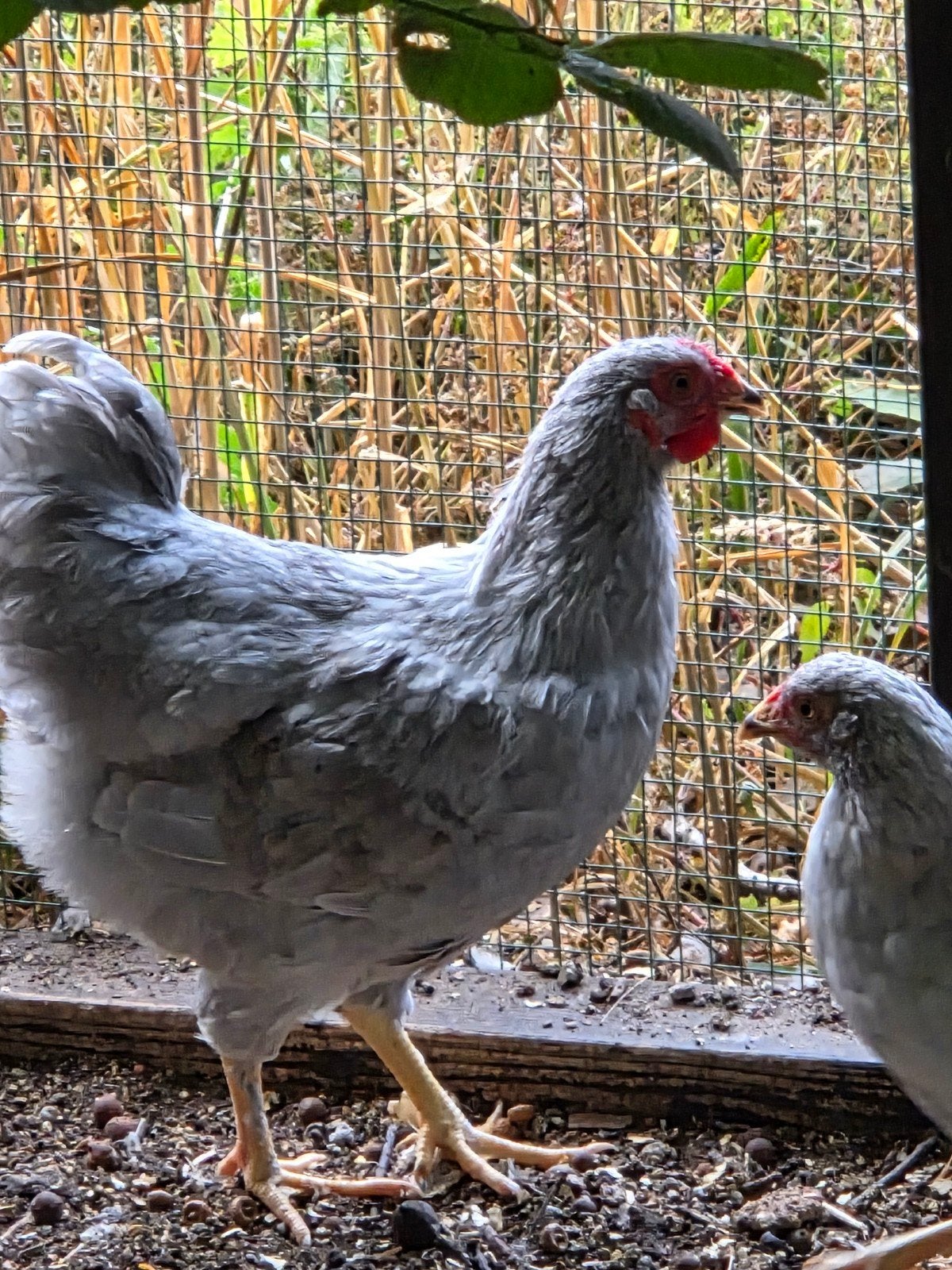 gratis jonge hanen, Dieren en Toebehoren, Mannelijk, Kip