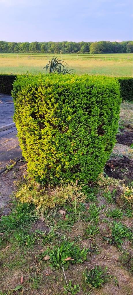 Taxus struik, Tuin en Terras, Ophalen, Taxus, Struik, 100 tot 250 cm