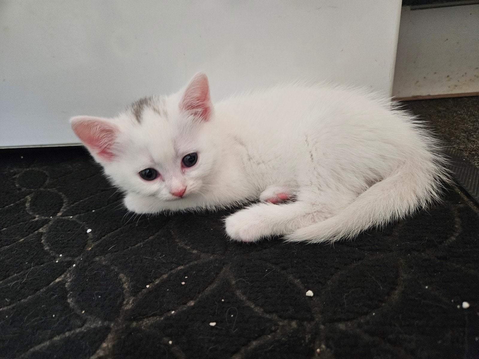 kittens, Meerdere dieren