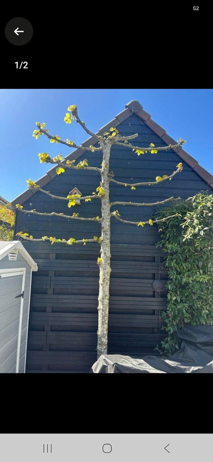 Leilinde boom - Prachtige en functionele boom, Tuin en Terras, Planten | Bomen, Leiboom, 250 tot 400 cm, Zomer, Ophalen