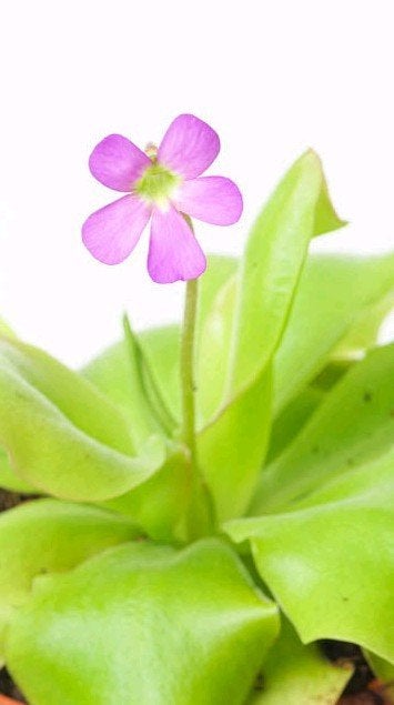 Bladstek Pinguicula 'Guatemala', Huis en Inrichting, Kamerplanten, Bloeiende kamerplant, Ophalen of Verzenden, Overige soorten