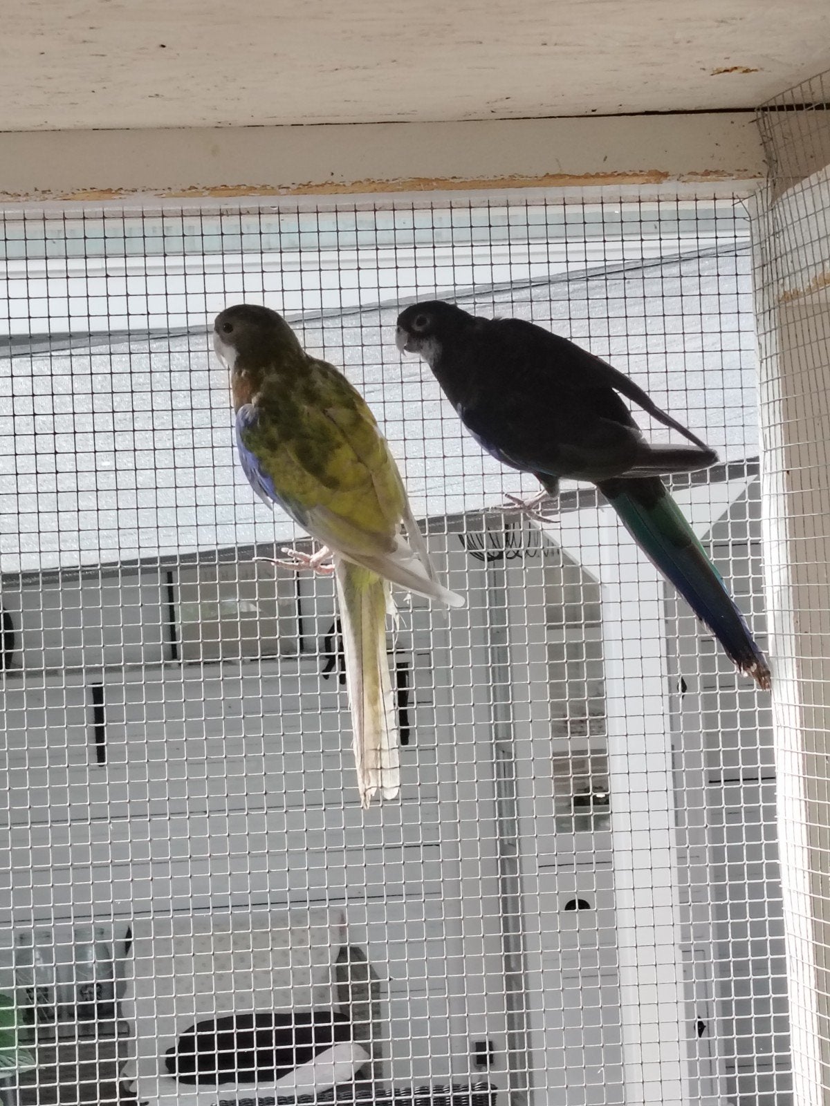 Rosella te koop, Dieren en Toebehoren, Meerdere dieren, Parkiet