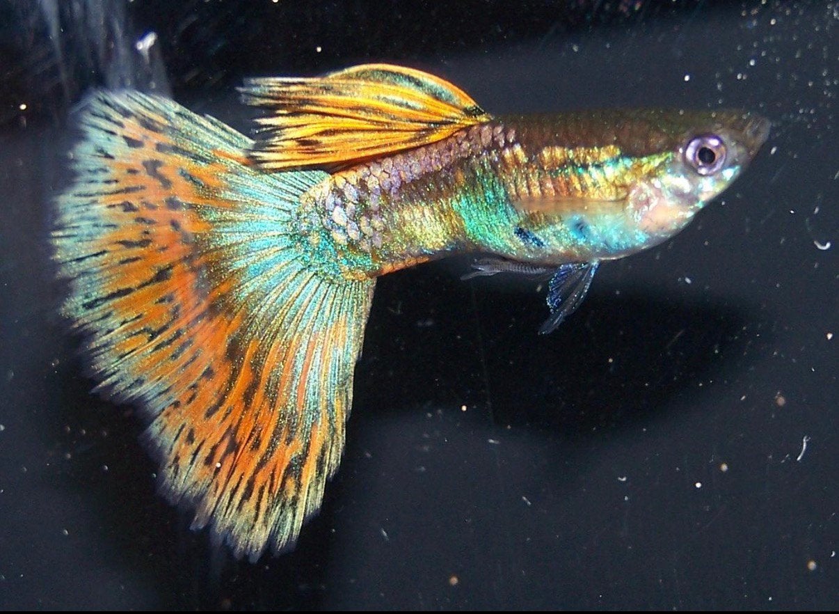 GALAXY BLONDE MULTICOLOUR TAIL GUPPY’S—EIGEN KWEEK, Vis