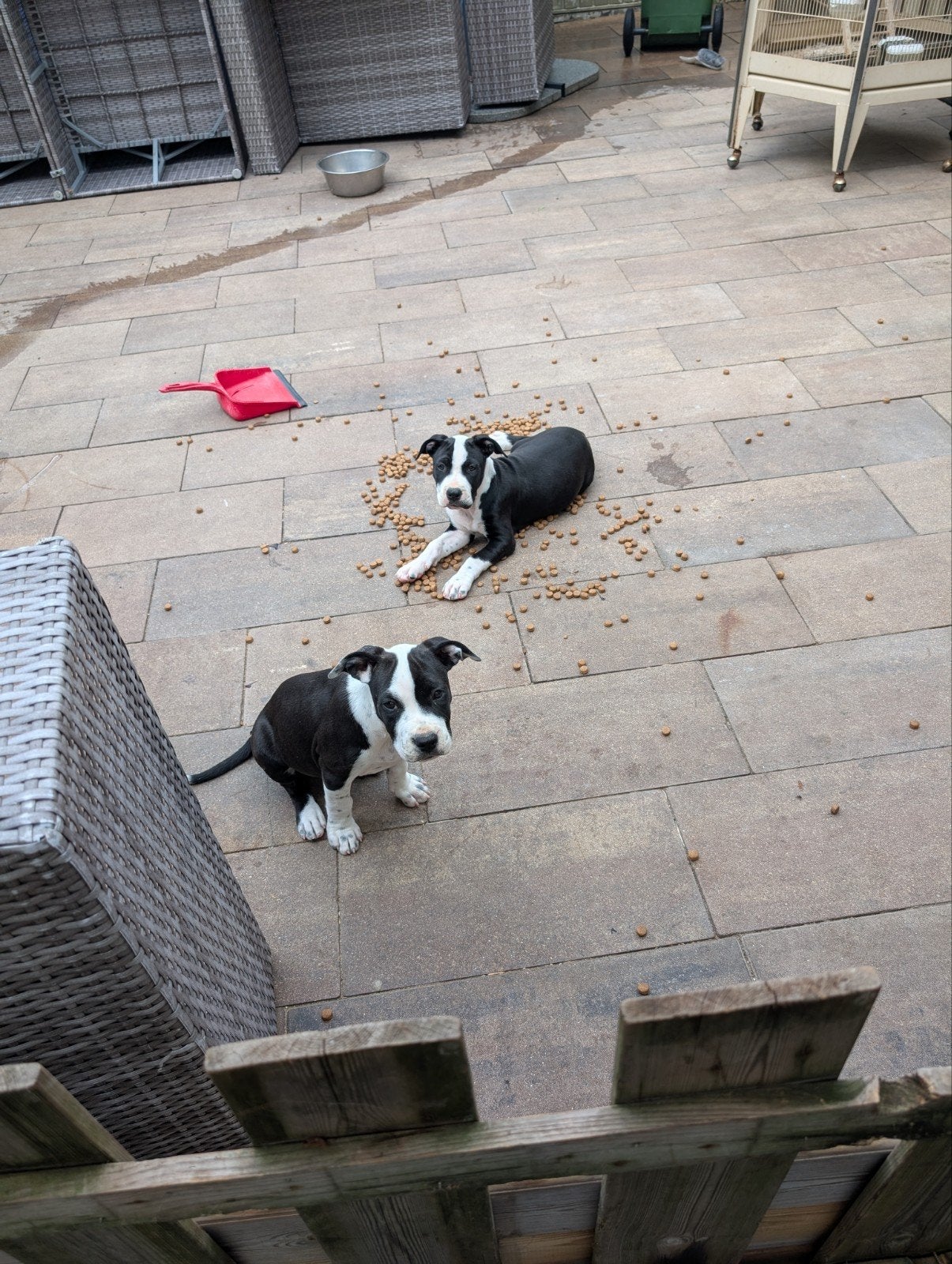 Amerikaanse Stafford pups, American Staffordshire Terriër, Teef, Meerdere, Nederland