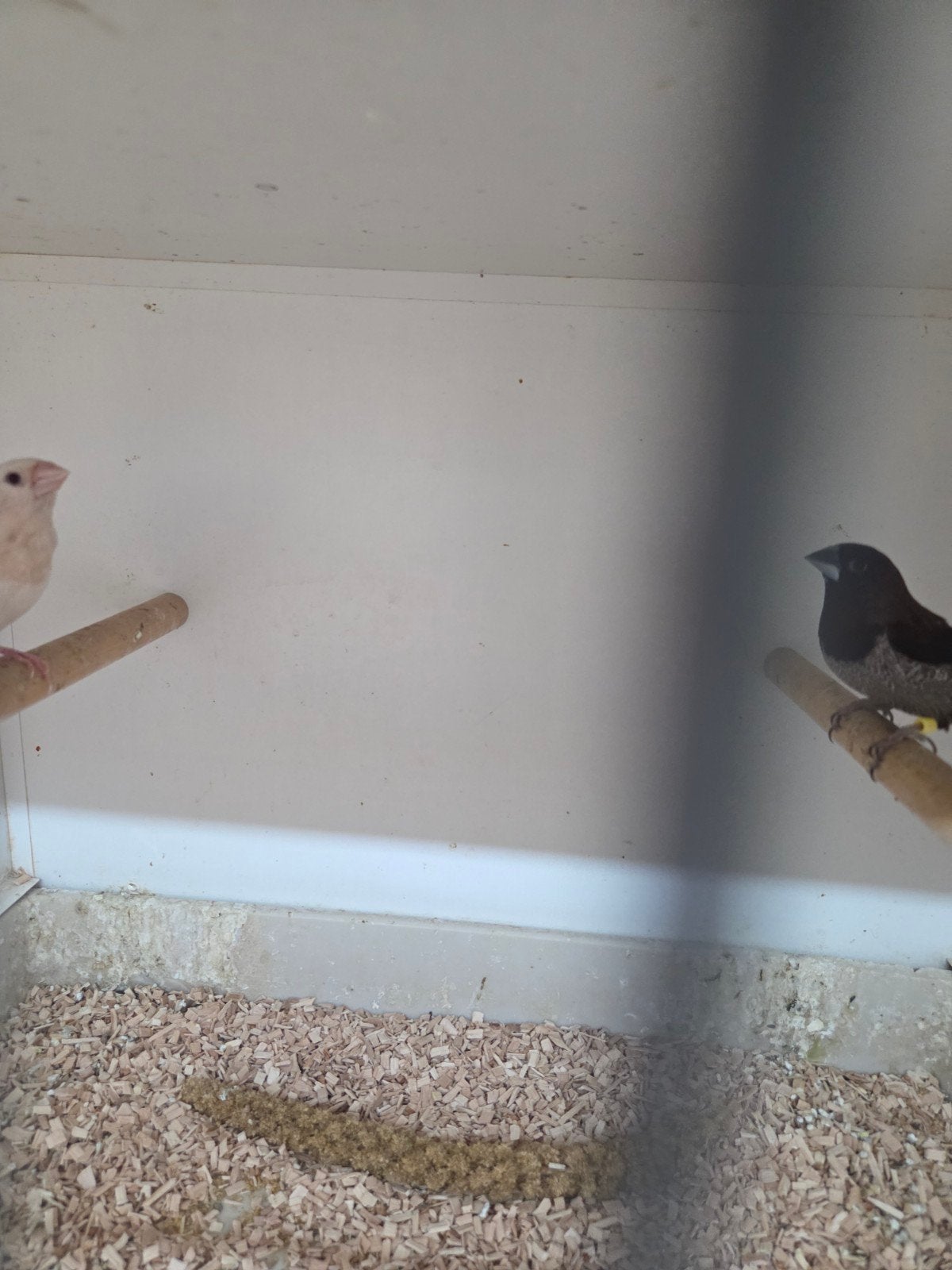 Grote tt meeuwen, Dieren en Toebehoren, Meerdere dieren