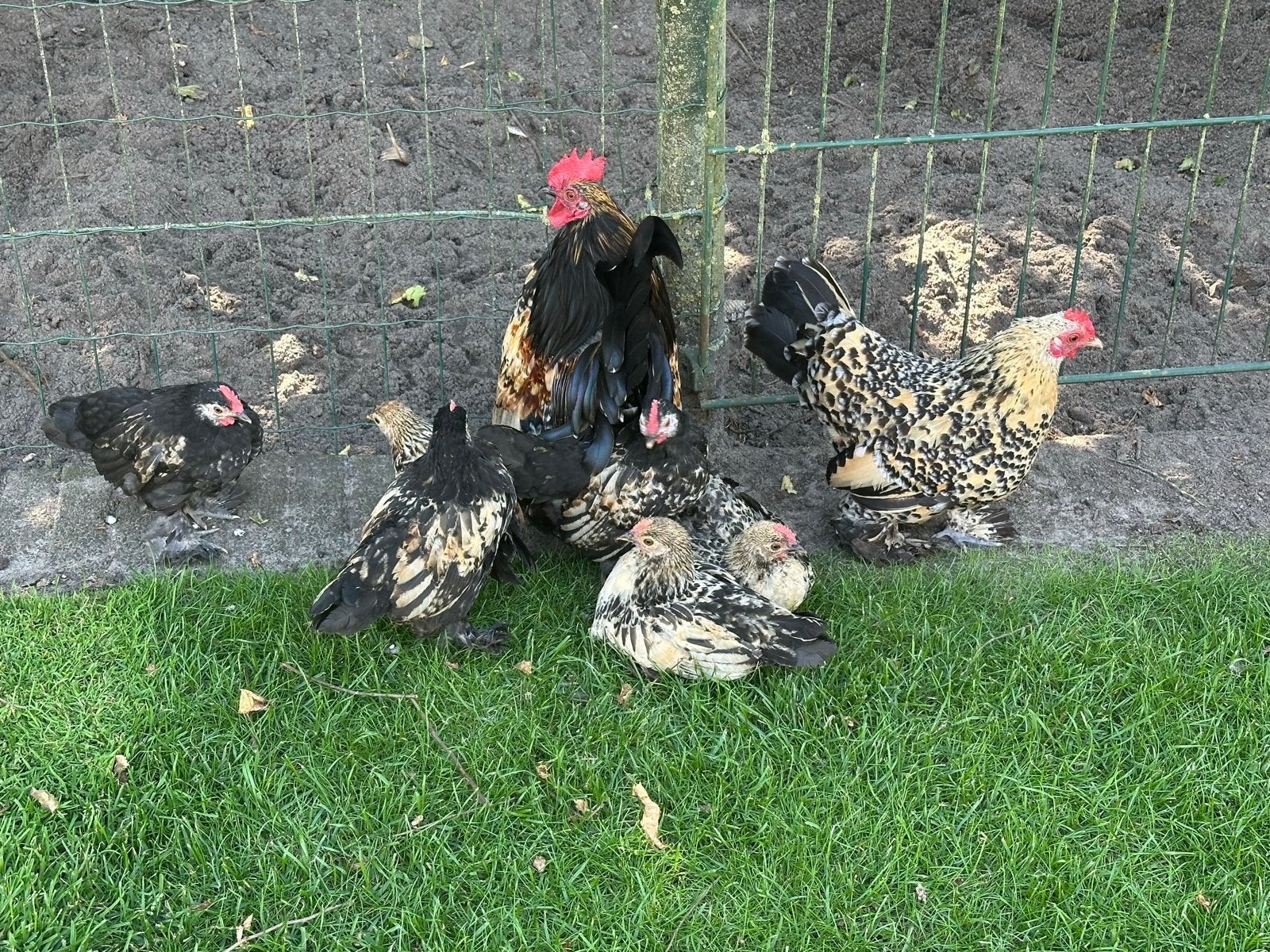 4 haantjes sierkippen, Dieren en Toebehoren, Mannelijk, Kip