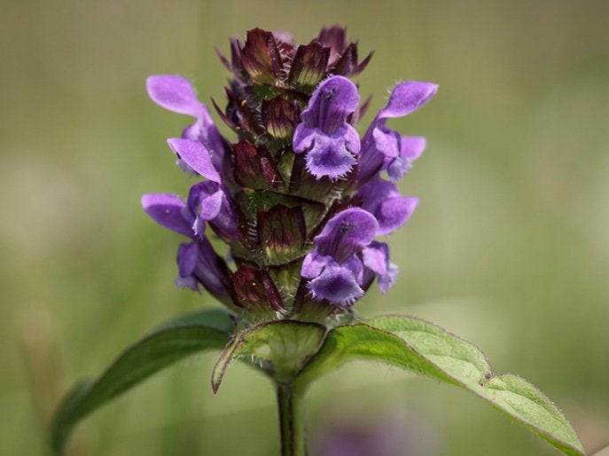 Inheems: Bijenkorfje / gewone brunel / Prunella vulgaris, Ophalen, Bodembedekkers, Volle zon, Vaste plant