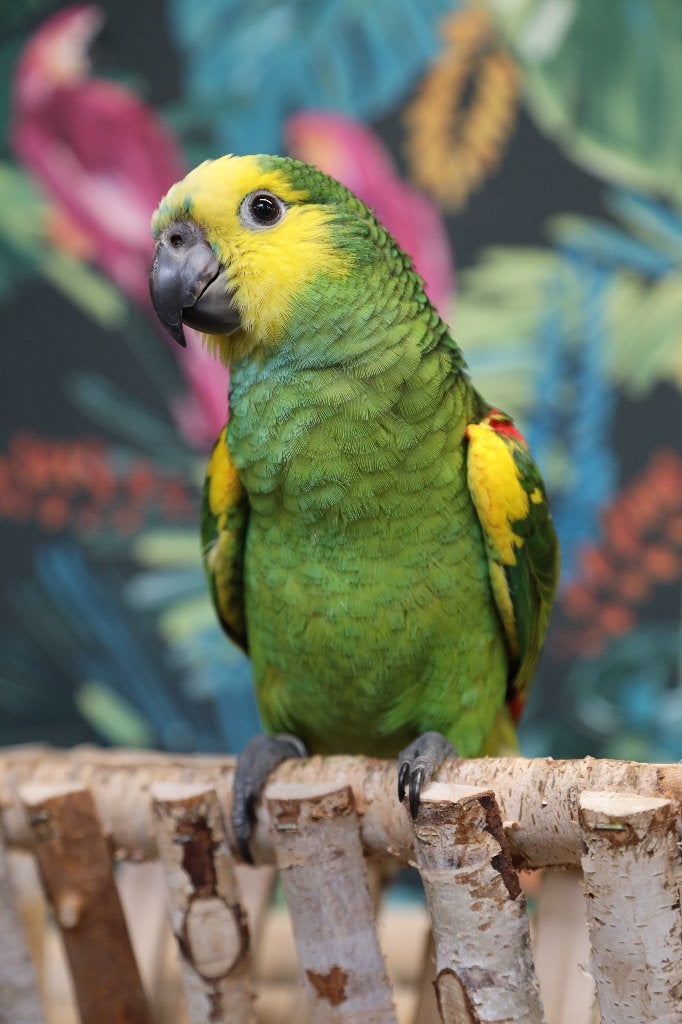 Jonge Blauw voorhoofd Amazones | Handtam | Nieuwsgierig, Dieren en Toebehoren, Vogels | Parkieten en Papegaaien, Meerdere dieren