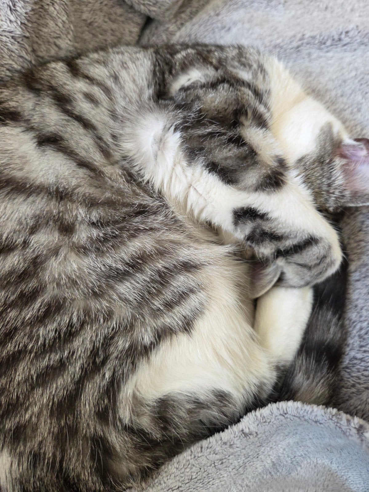 poes van 1 jaar oud, Poes