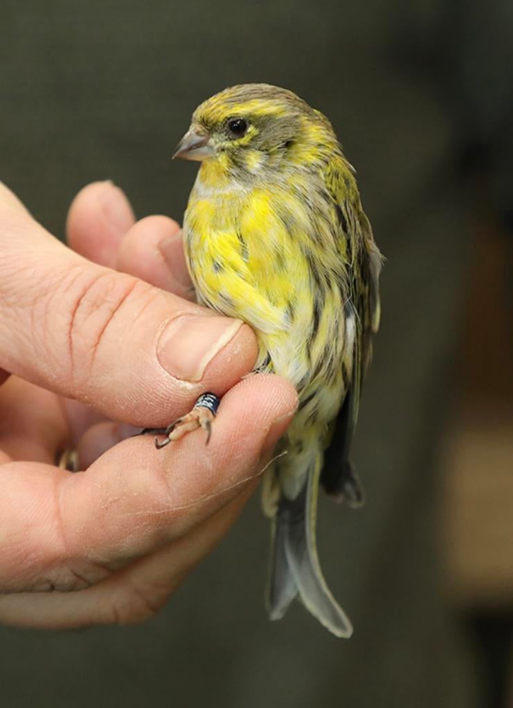 Gezocht Europese kanarie pop, Dieren en Toebehoren, Vogels | Overige Vogels, Vrouwelijk, Wildzangvogel, Geringd