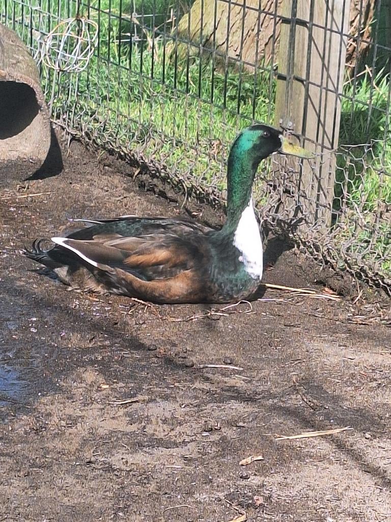Mannentjes loopeend, Dieren en Toebehoren, Pluimvee, Mannelijk, Eend