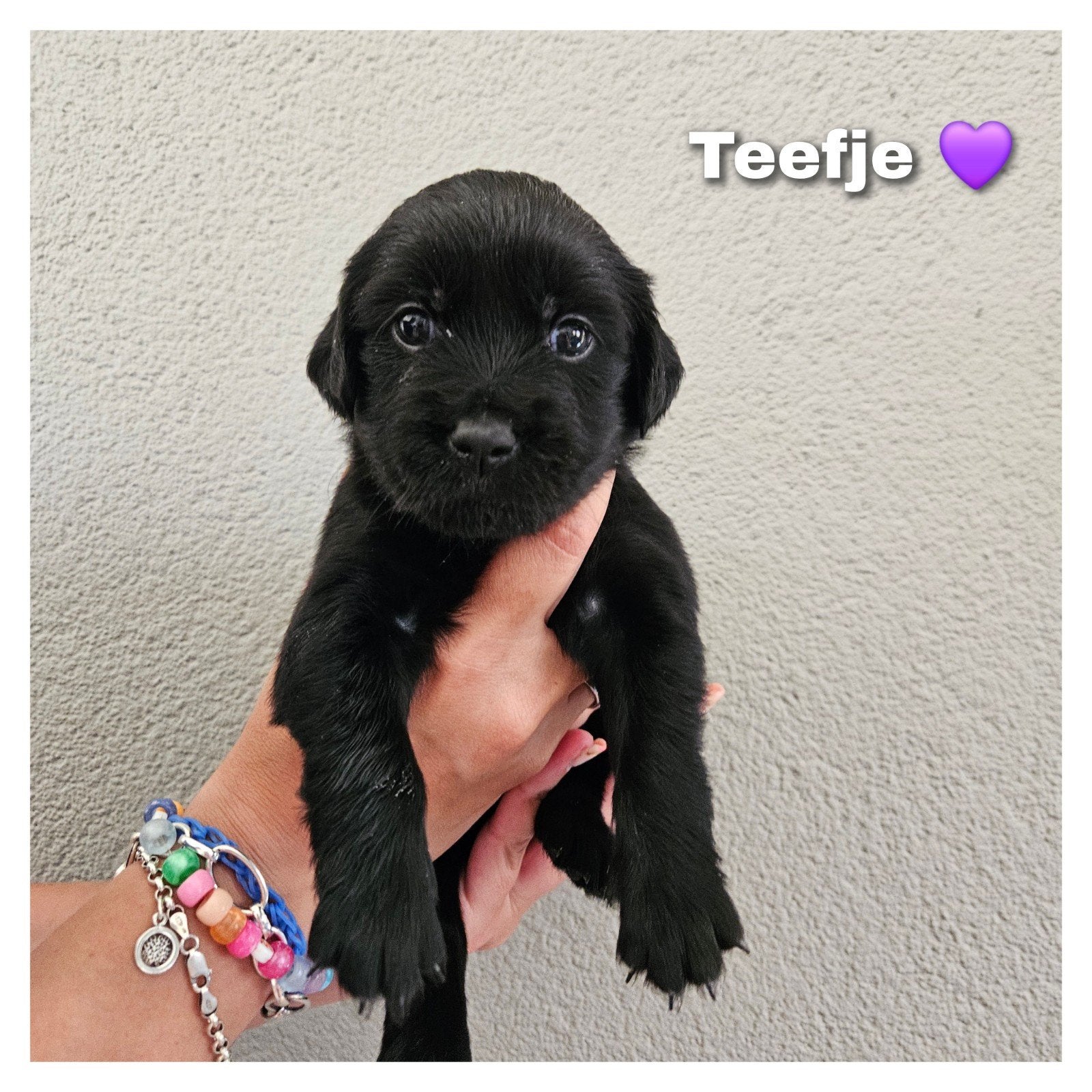 Prachtige Cocker Spaniel x Golden Retriever pups te koop, Golden retriever, Parvo, 8 tot 15 weken, Meerdere