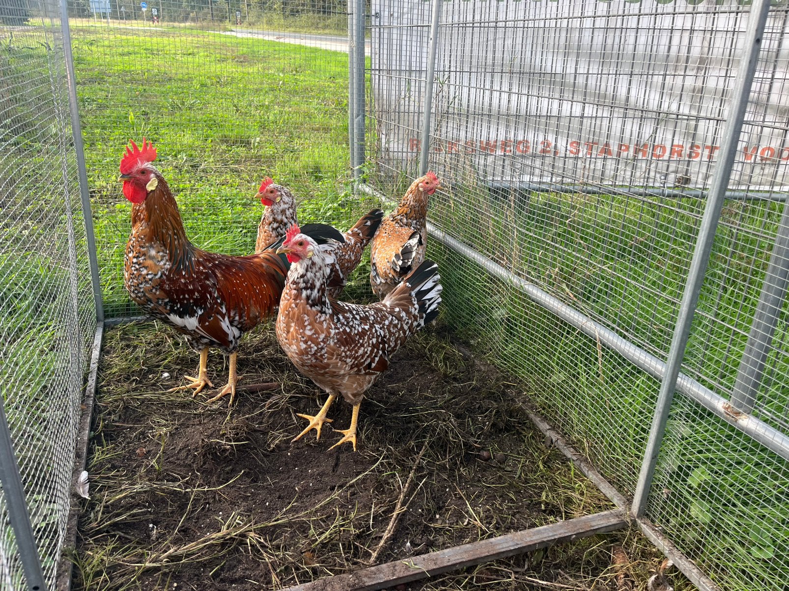 Leghorn porselein 3 hennen en 1 haan, Dieren en Toebehoren, Meerdere dieren, Kip
