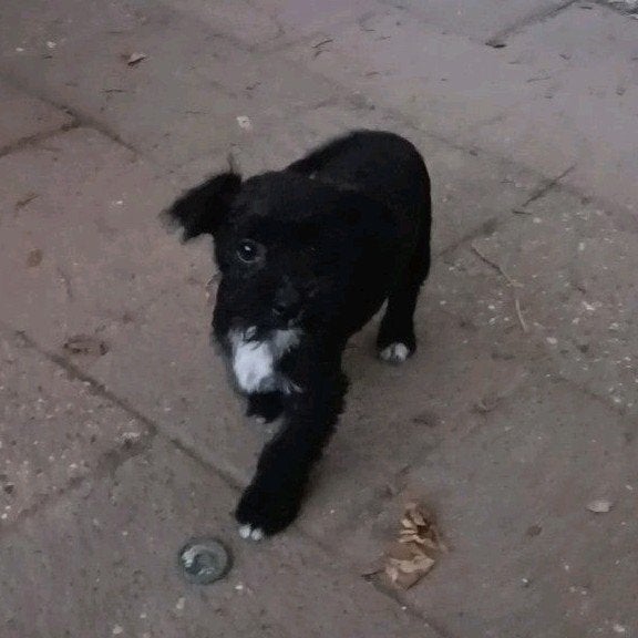Nog 2 chihuahua x reutjes beschikbaar, 15 weken tot 1 jaar, Reu, CDV (hondenziekte), Eén hond