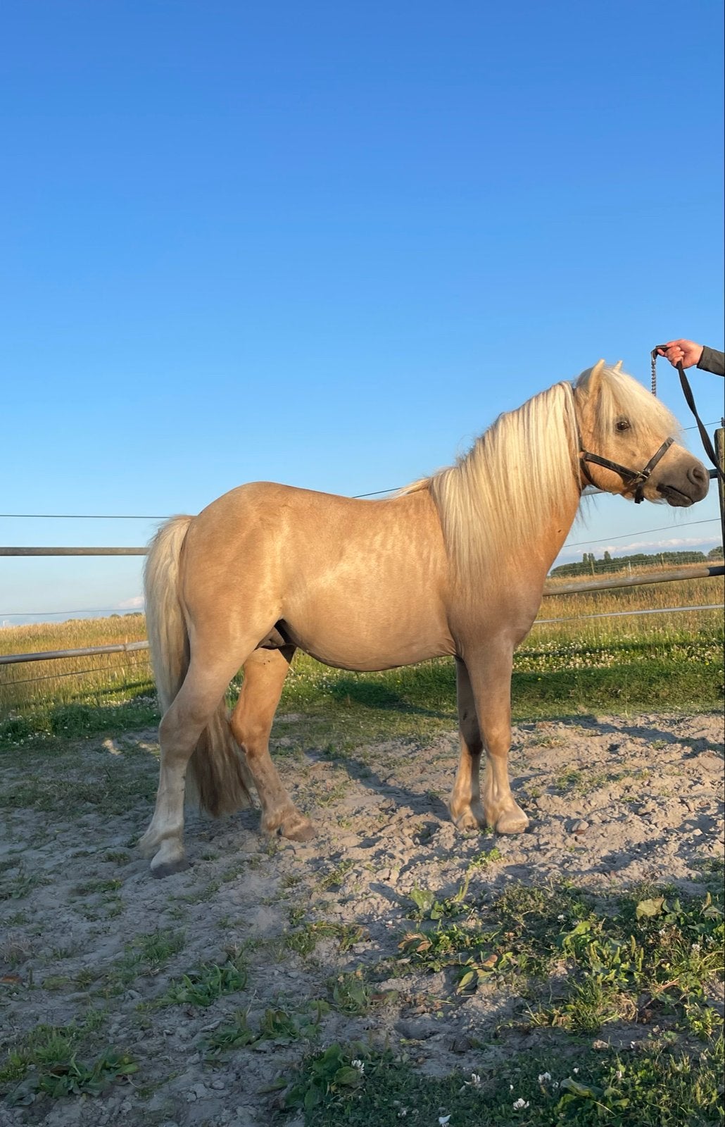 SUPER KNAPPE DEKHENGST DIBBES, Dieren en Toebehoren, Hengst