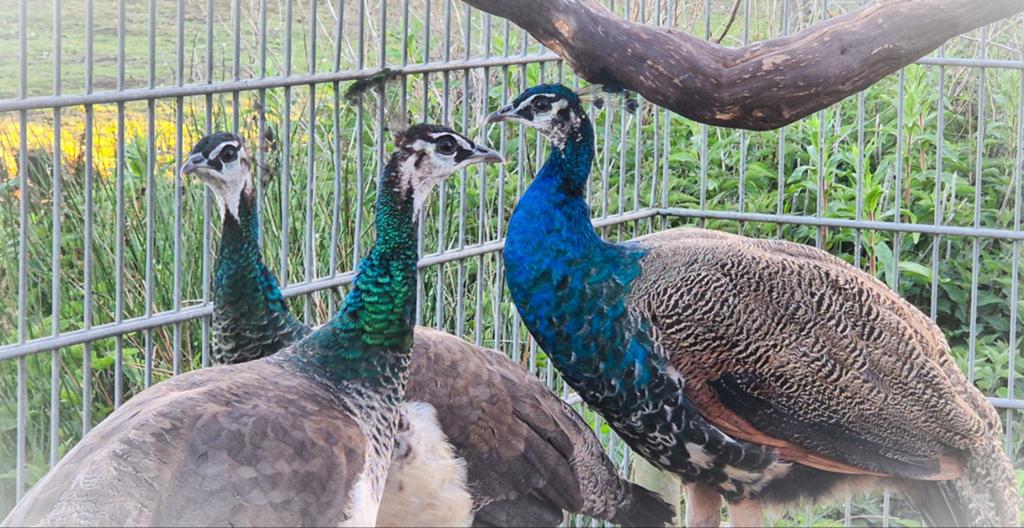 Schitterende trio blauwe pauwen te koop!, Dieren en Toebehoren, Meerdere dieren, Overige soorten