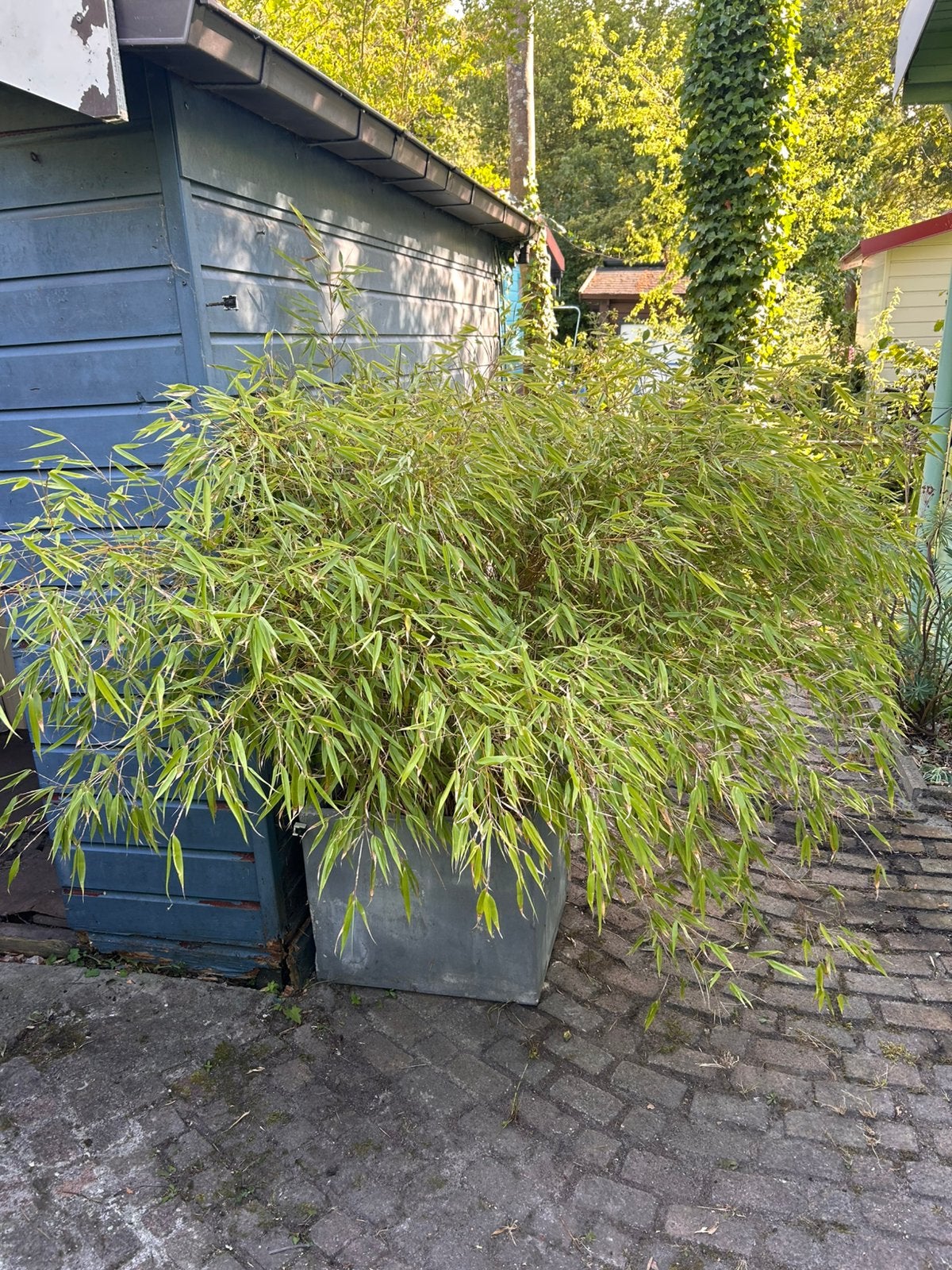Bamboe in pot, Bloeit niet, Halfschaduw, Overige soorten, Ophalen