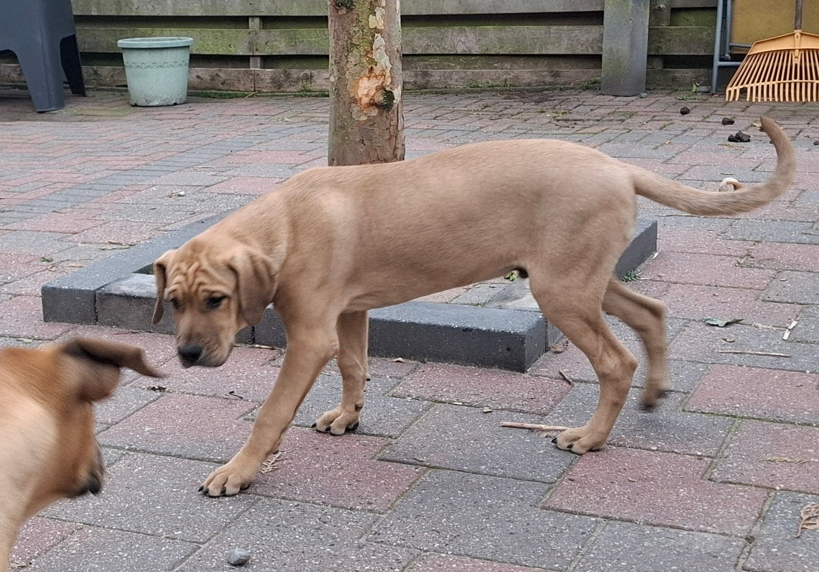 mooie gezonde pups!, Dieren en Toebehoren, 15 weken tot 1 jaar, Reu, CDV (hondenziekte), Meerdere