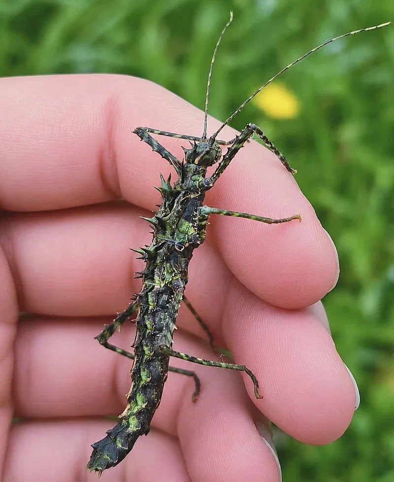 Wandelende takken eieren / Brockphasma spinifemoralis, Wandelende tak