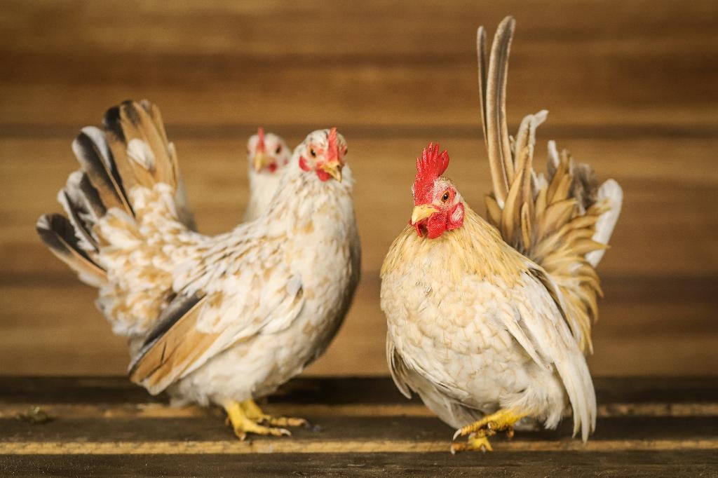 Serama | Lieve kip | Kippen | Deskundig advies, Meerdere dieren, Kip
