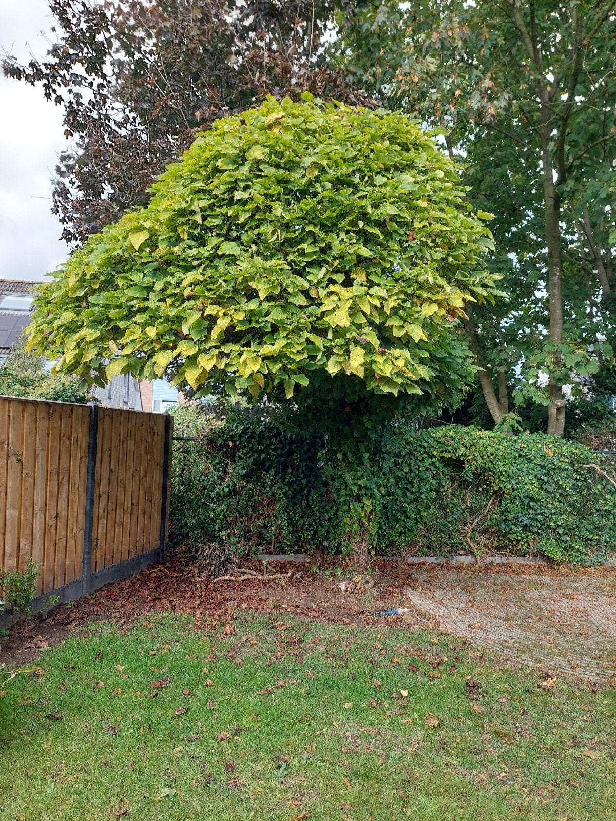 Catalpa boom (Trompetboom), 250 tot 400 cm, Zomer, Ophalen, Volle zon