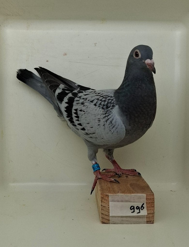 Te koop jonge duif uit "Bram" (996), Dieren en Toebehoren, Vogels | Duiven, Geslacht onbekend, Postduif
