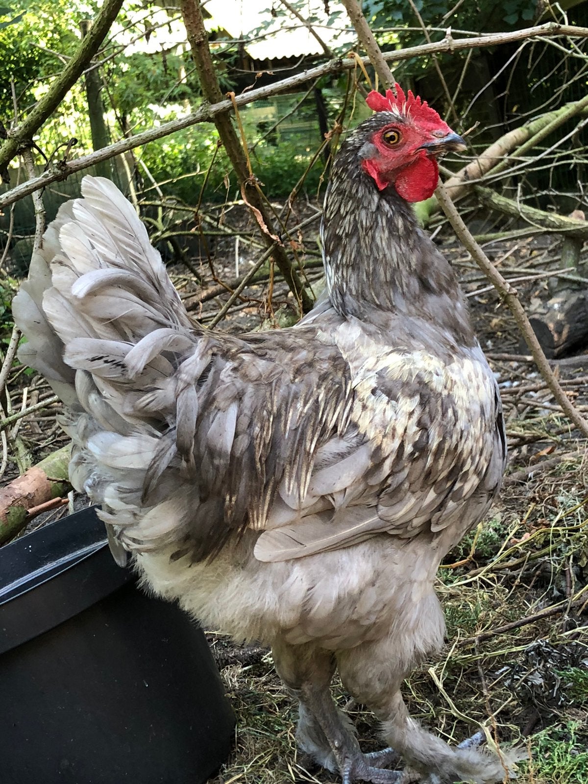 Jonge marans hanen uit donkere eieren, Geslacht onbekend, Kip