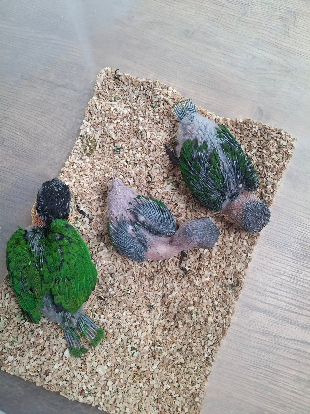 3 jonge zwartkop caiques, Geslacht onbekend, Papegaai, Geringd