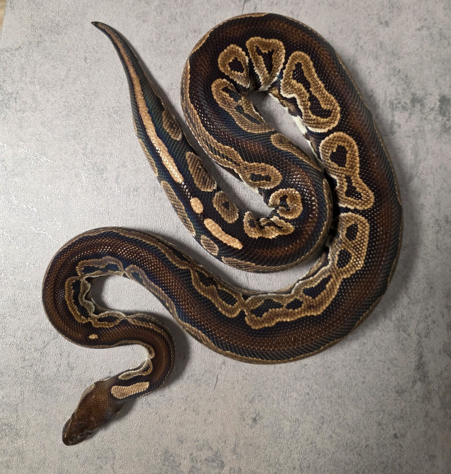 Python regius kweekdames Ball Python photo 3